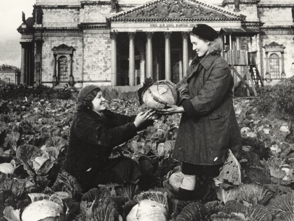 Cabbage harvest outside St. Isaac's Cathedral, 1942